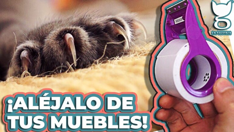 Dale un Toque &Uacute;nico a Tu Bicicleta con Pegatinas Personalizadas